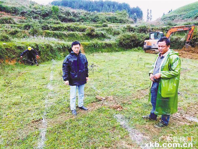 貴州省石阡縣大屯村村支書周紹軍(右)冒雨在茶園裡測量茶園面積.